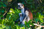 Red Colobus Monkey Mother with Baby