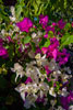 Bougainvillea